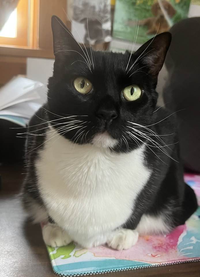 Jen Linley, an adoptable Tuxedo, Domestic Short Hair in Saranac Lake, NY, 12983 | Photo Image 3