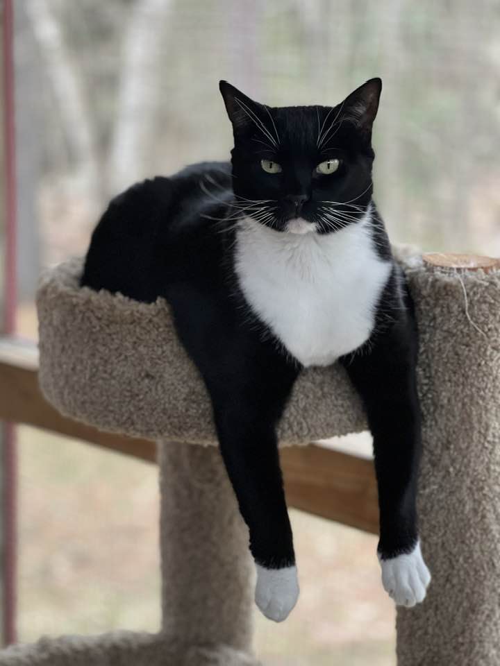 Enlarge Jen Linley, a Adoptable mixed breed in Saranac Lake, NY image 4/6