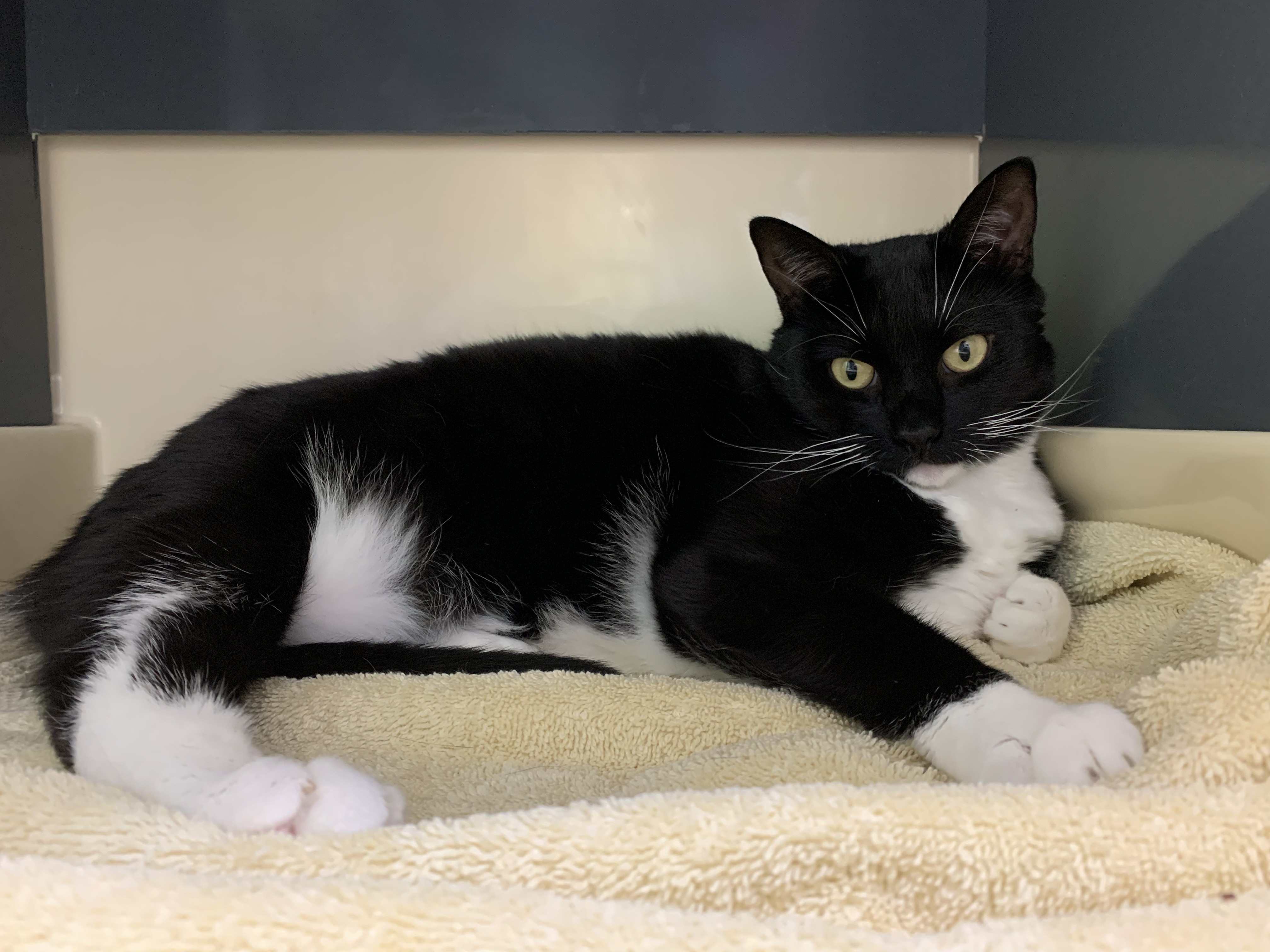 Jen Linley, an adoptable Tuxedo, Domestic Short Hair in Saranac Lake, NY, 12983 | Photo Image 4