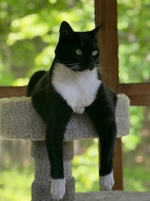 Jen Linley, an adoptable Tuxedo, Domestic Short Hair in Saranac Lake, NY, 12983 | Photo Image 1
