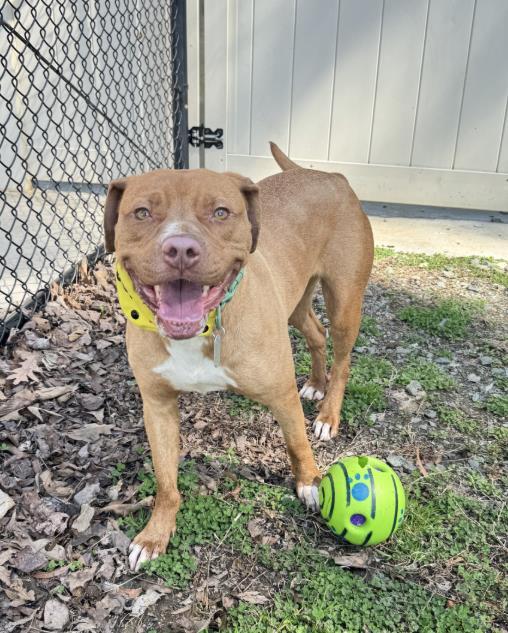 Enlarge DEEDEE, a Adoptable Mixed Breed in Haw River, NC image 1/1