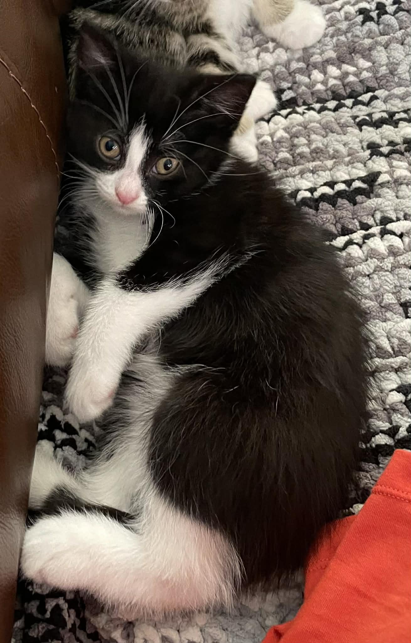Enlarge Freya, a ADOPTABLE Domestic Short Hair in Winnipeg, MB image 3/5