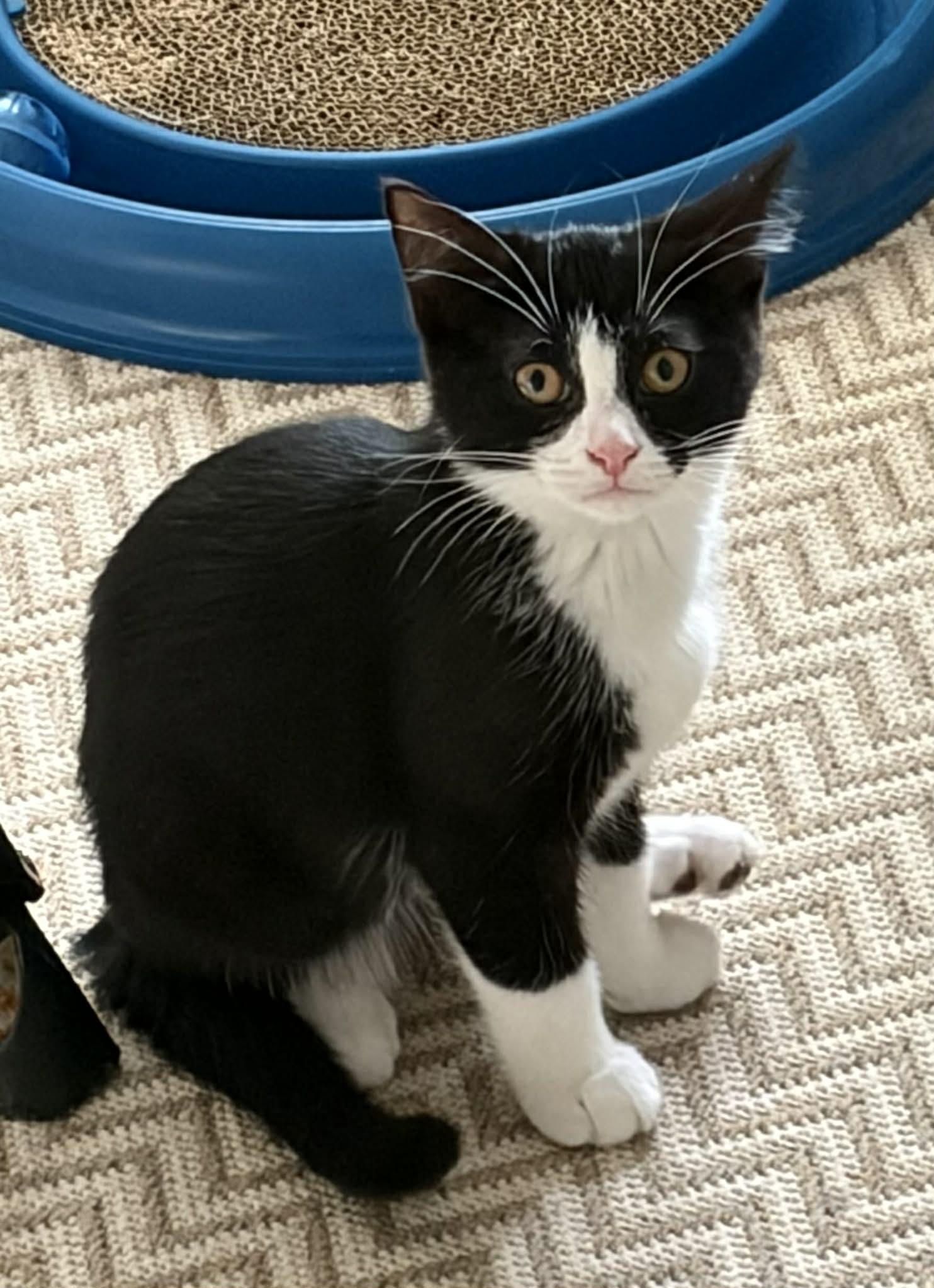 Enlarge Freya, a ADOPTABLE Domestic Short Hair in Winnipeg, MB image 4/5