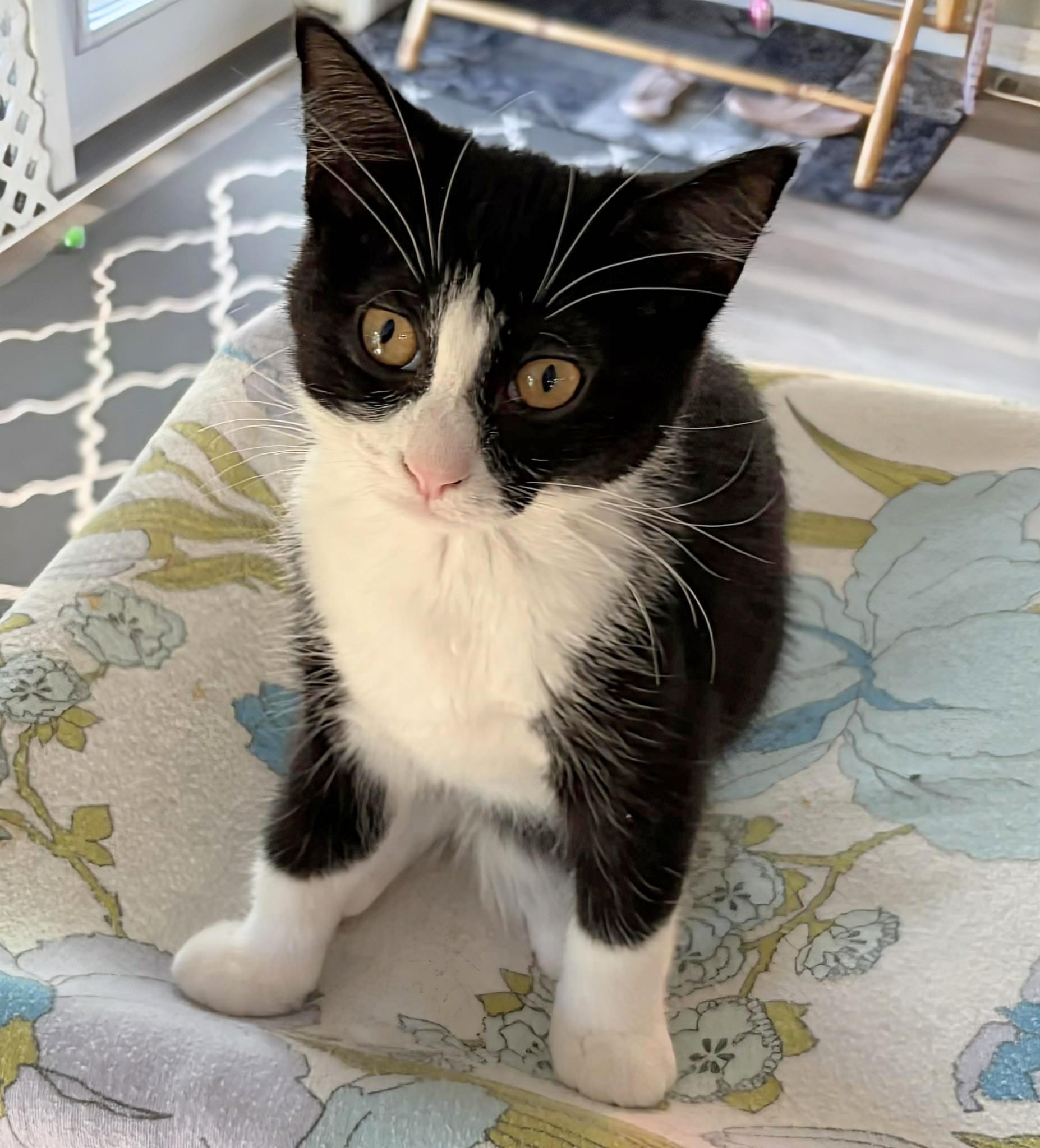 Freya, ADOPTABLE, Kitten Female Domestic Short Hair.