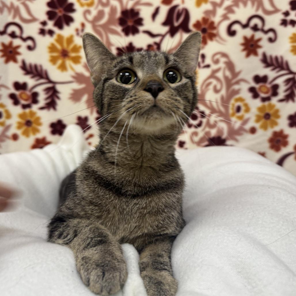 Cranberry, Adoptable, Adult Female Domestic Short Hair.