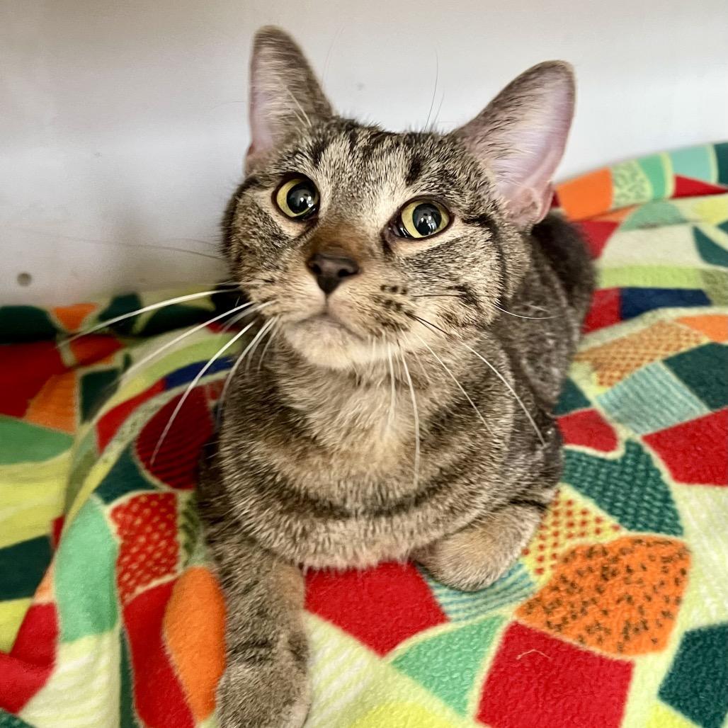 Enlarge Cranberry, a Adoptable Domestic Short Hair in Deerfield, IL image 2/6