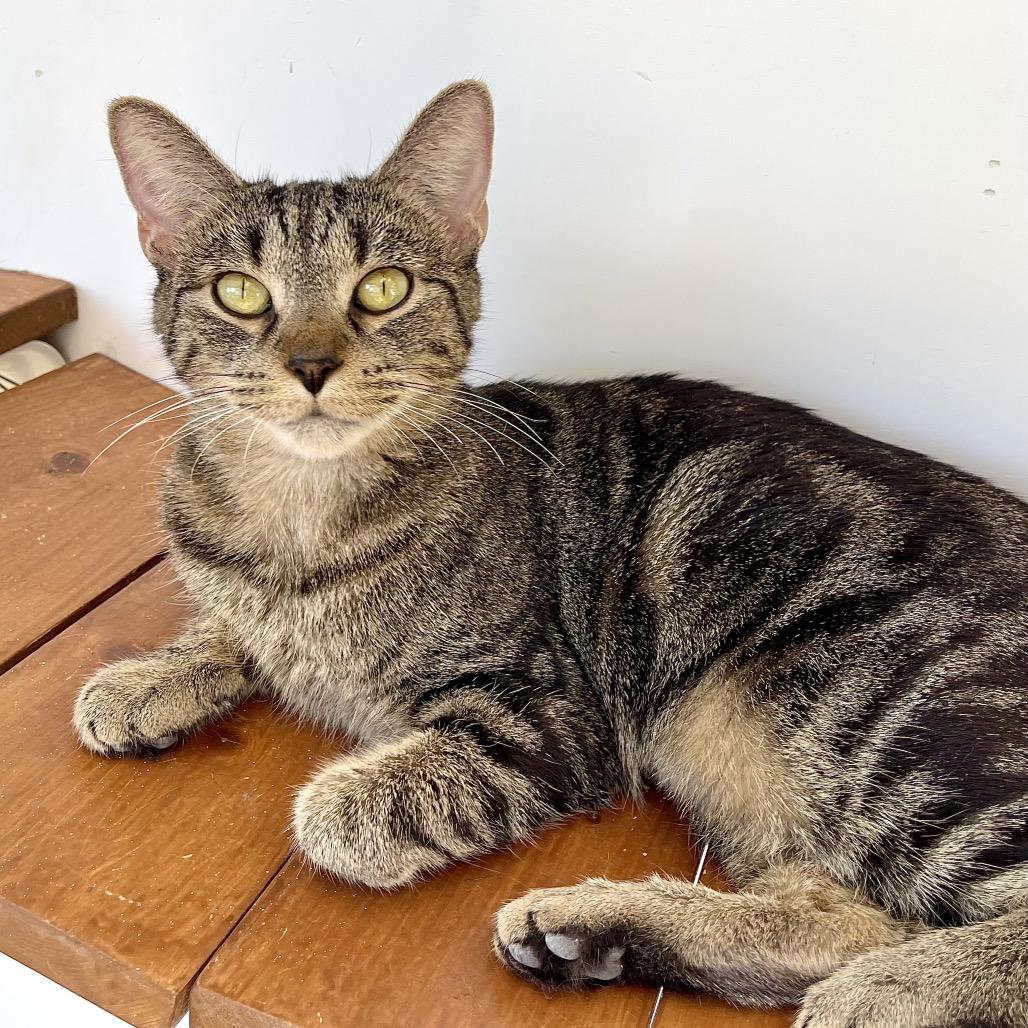 Enlarge Cranberry, a Adoptable Domestic Short Hair in Deerfield, IL image 3/6