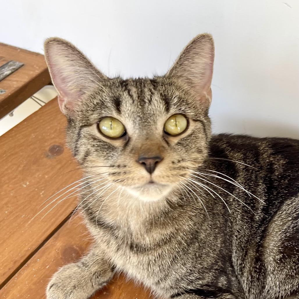 Enlarge Cranberry, a Adoptable Domestic Short Hair in Deerfield, IL image 4/6