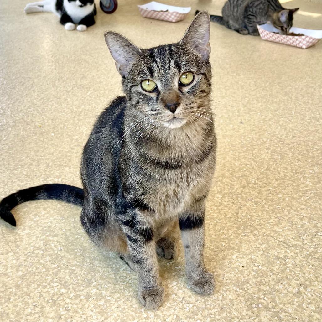 Enlarge Cranberry, a Adoptable Domestic Short Hair in Deerfield, IL image 5/6