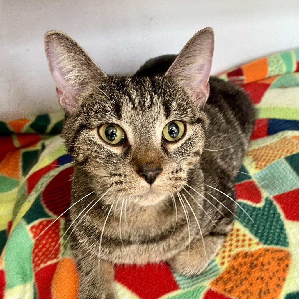 Enlarge Cranberry, a Adoptable Domestic Short Hair in Deerfield, IL image 6/6