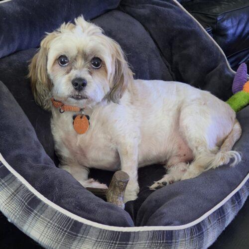 Enlarge Winston, a Adoptable Shih Tzu in Lincolnshire, IL image 1/1