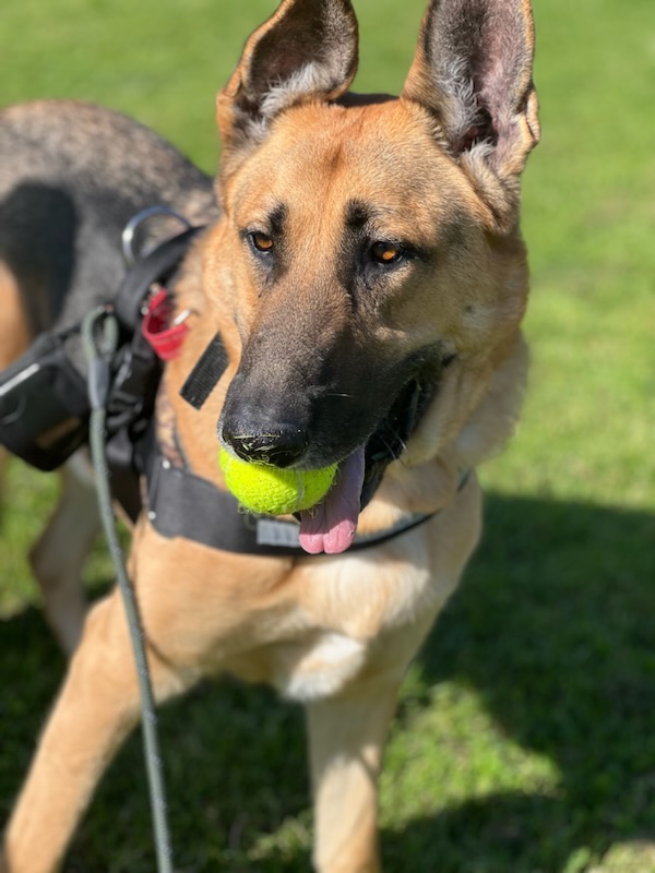 Enlarge Hennessey, a Adoptable German Shepherd Dog in Huntington Beach, CA image 1/4