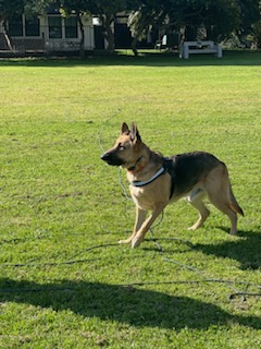 Enlarge Hennessey, a Adoptable German Shepherd Dog in Huntington Beach, CA image 3/4