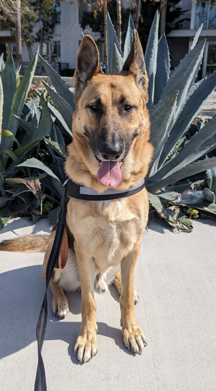 Enlarge Hennessey, a Adoptable German Shepherd Dog in Huntington Beach, CA image 4/4