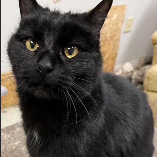 Enlarge Shadow, a Adoptable mixed breed in Colorado Springs, CO image 1/1
