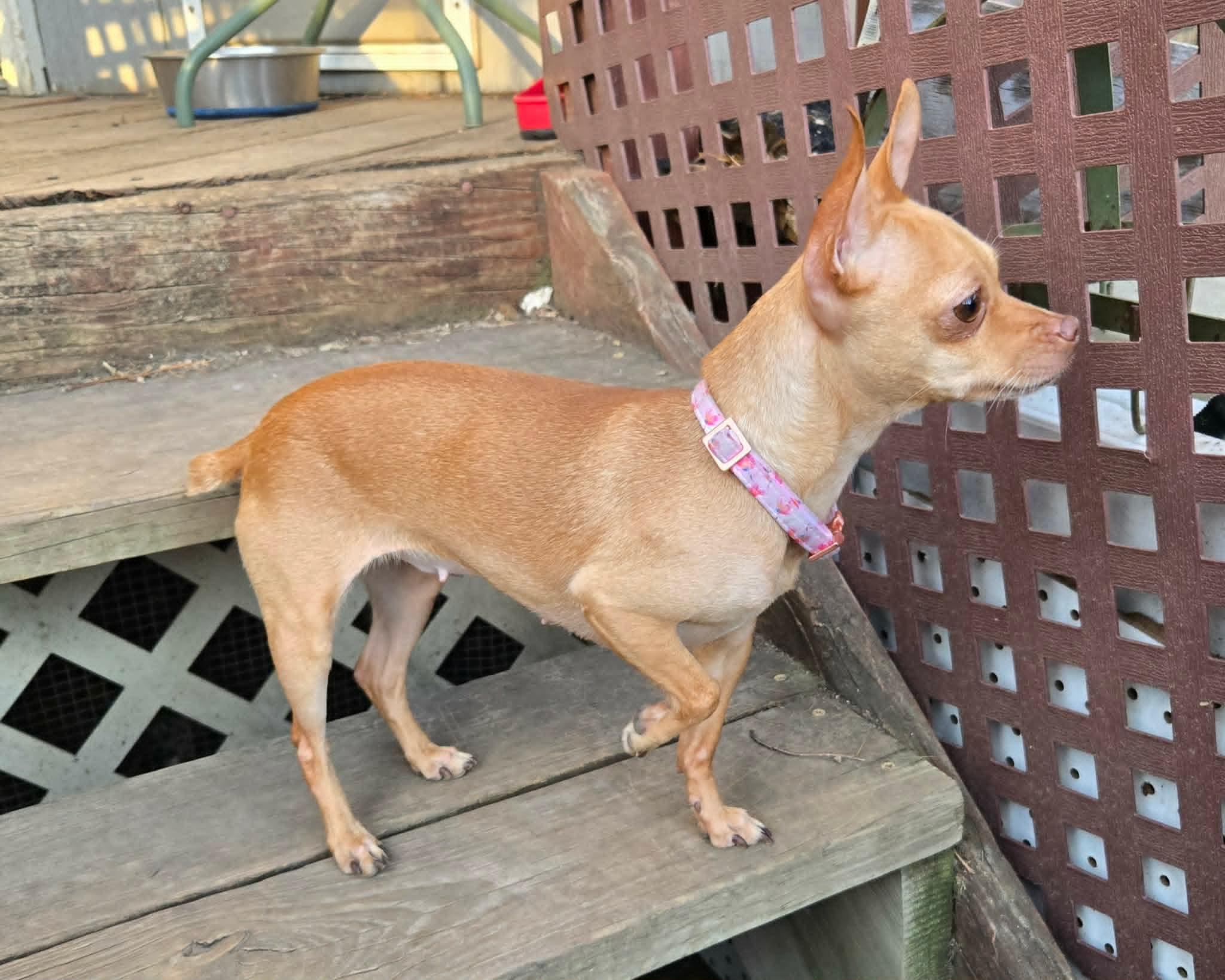 Joyce, an adopted Chihuahua in Sioux City, IA image 3/3