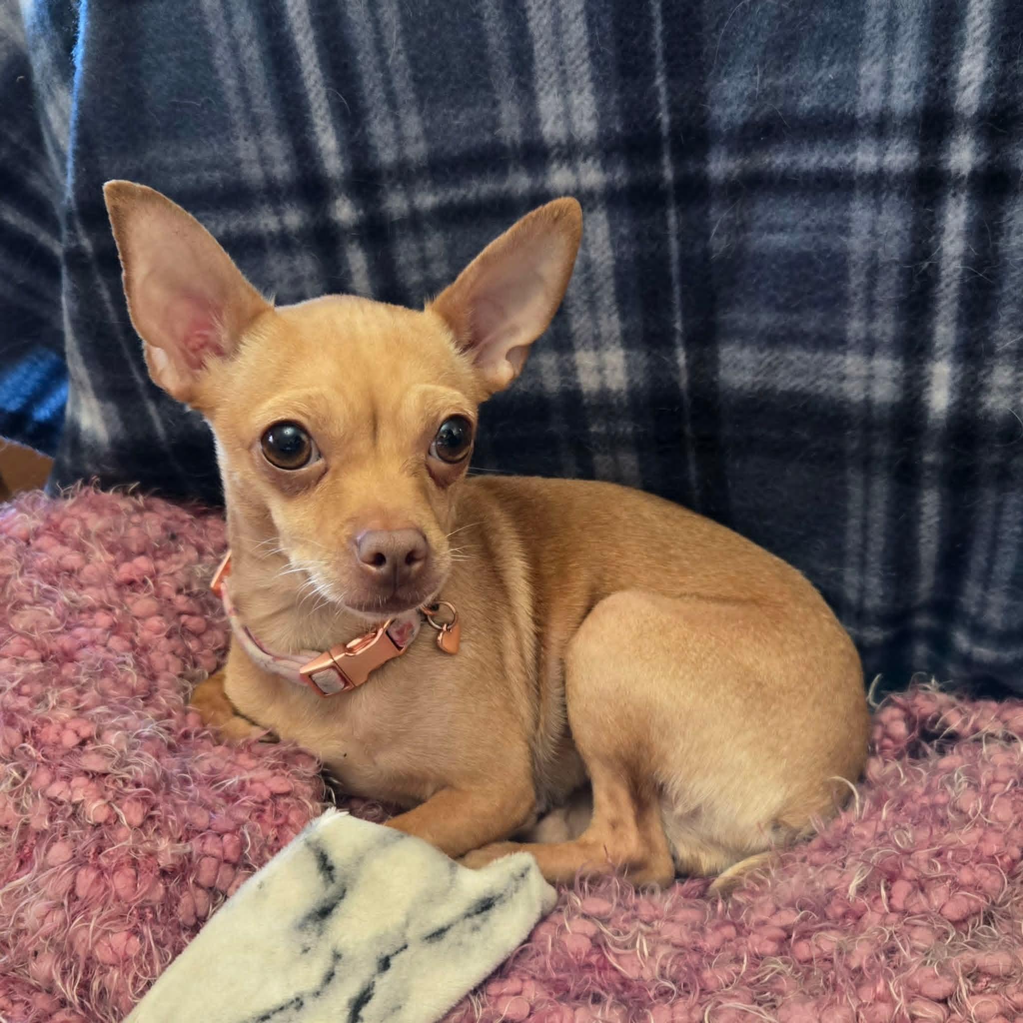 Joyce, adopted, Adult Female Chihuahua.