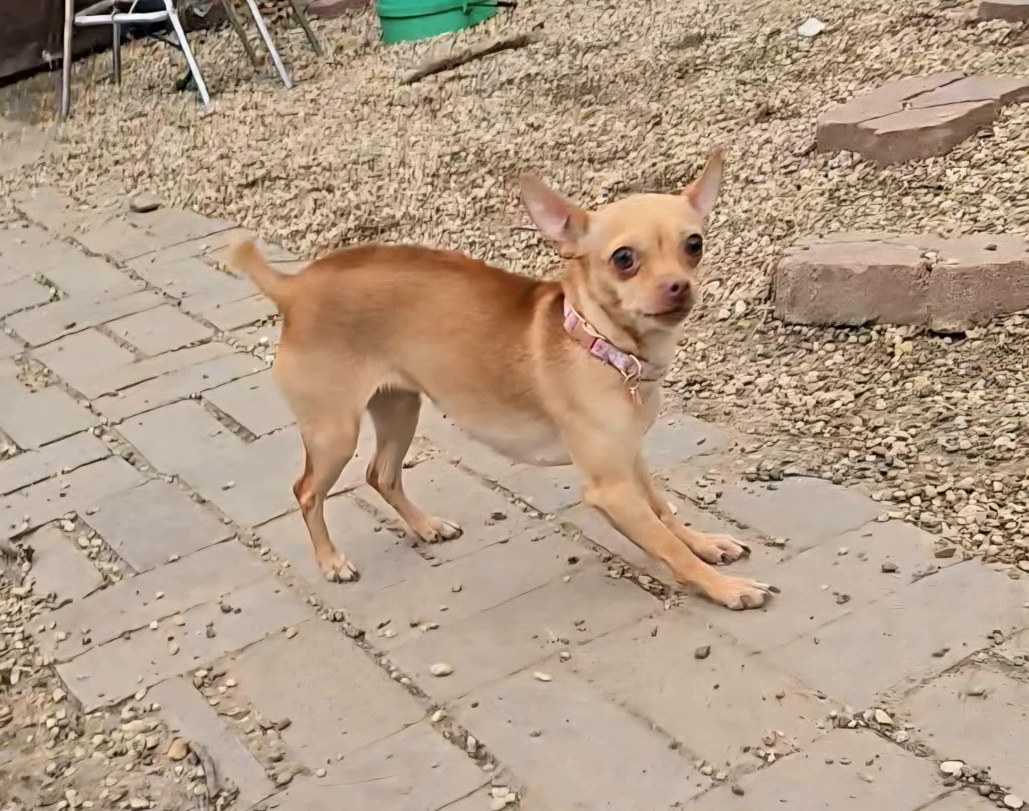 Joyce, an adopted Chihuahua in Sioux City, IA image 2/3