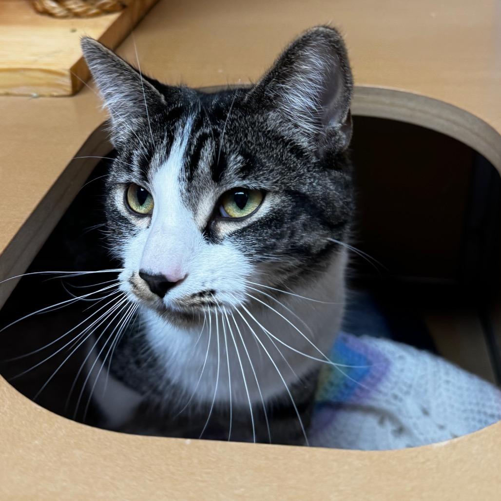 Nae Nae, Adoptable, Young Female Domestic Short Hair.