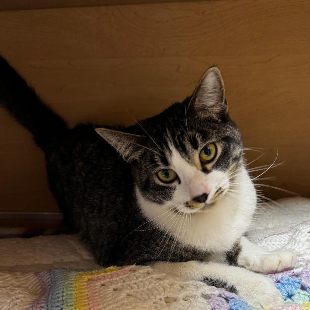 Nae Nae, a Adoptable Domestic Short Hair in Brookfield, WI image 2/3