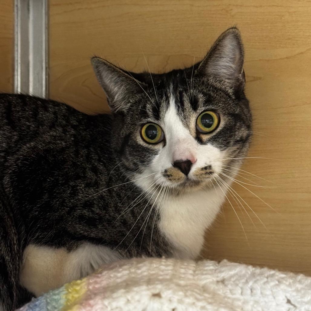 Nae Nae, a Adoptable Domestic Short Hair in Brookfield, WI image 3/3