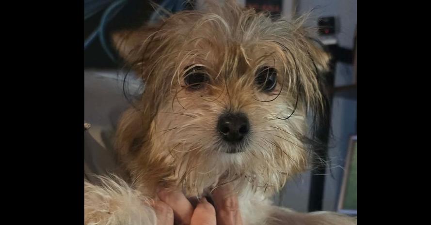 S'more, Adoptable, Puppy Female Yorkshire Terrier & Chihuahua.