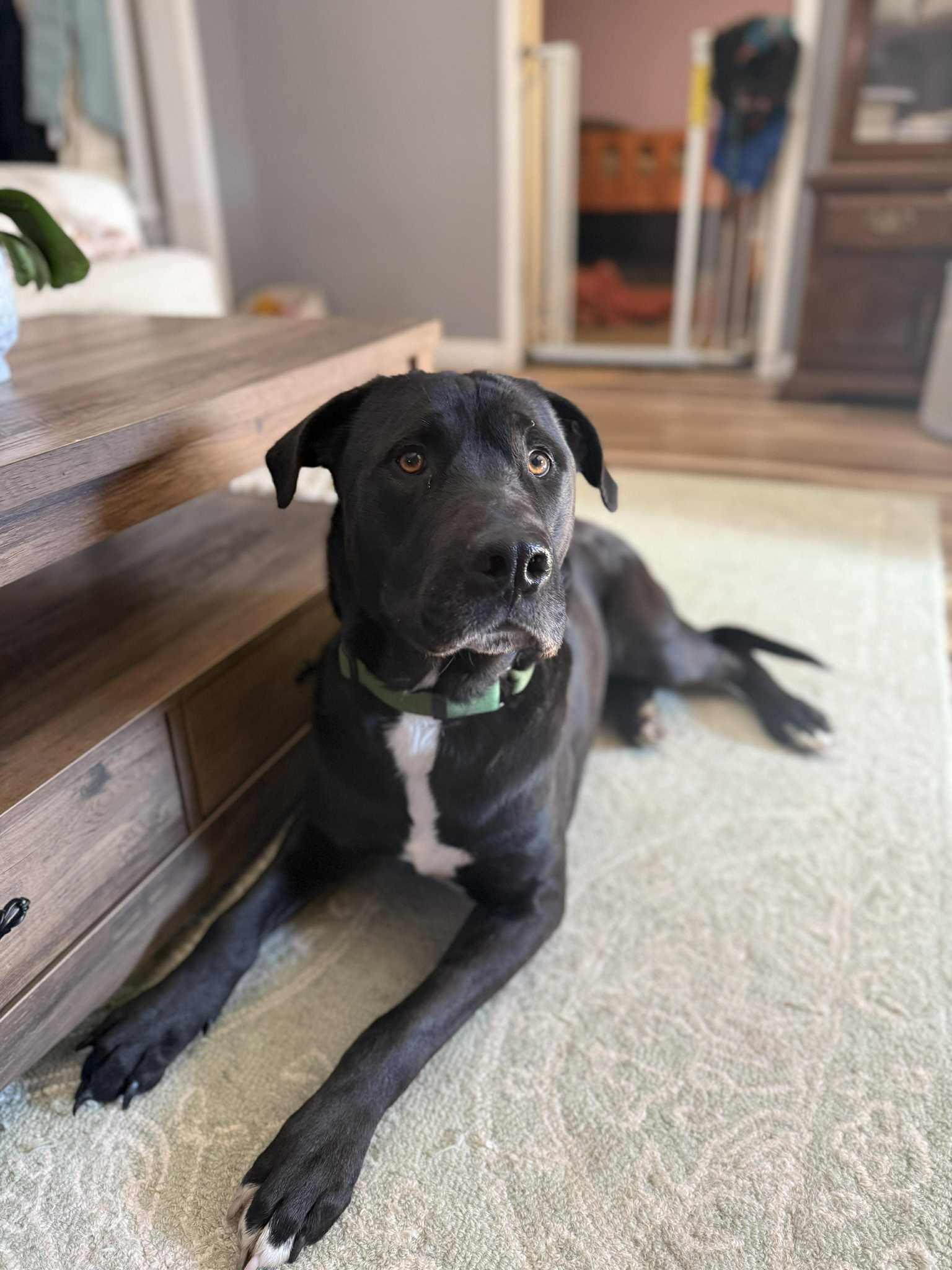 Enlarge COLE, an adopted Labrador Retriever in Portland, ME image 4/6