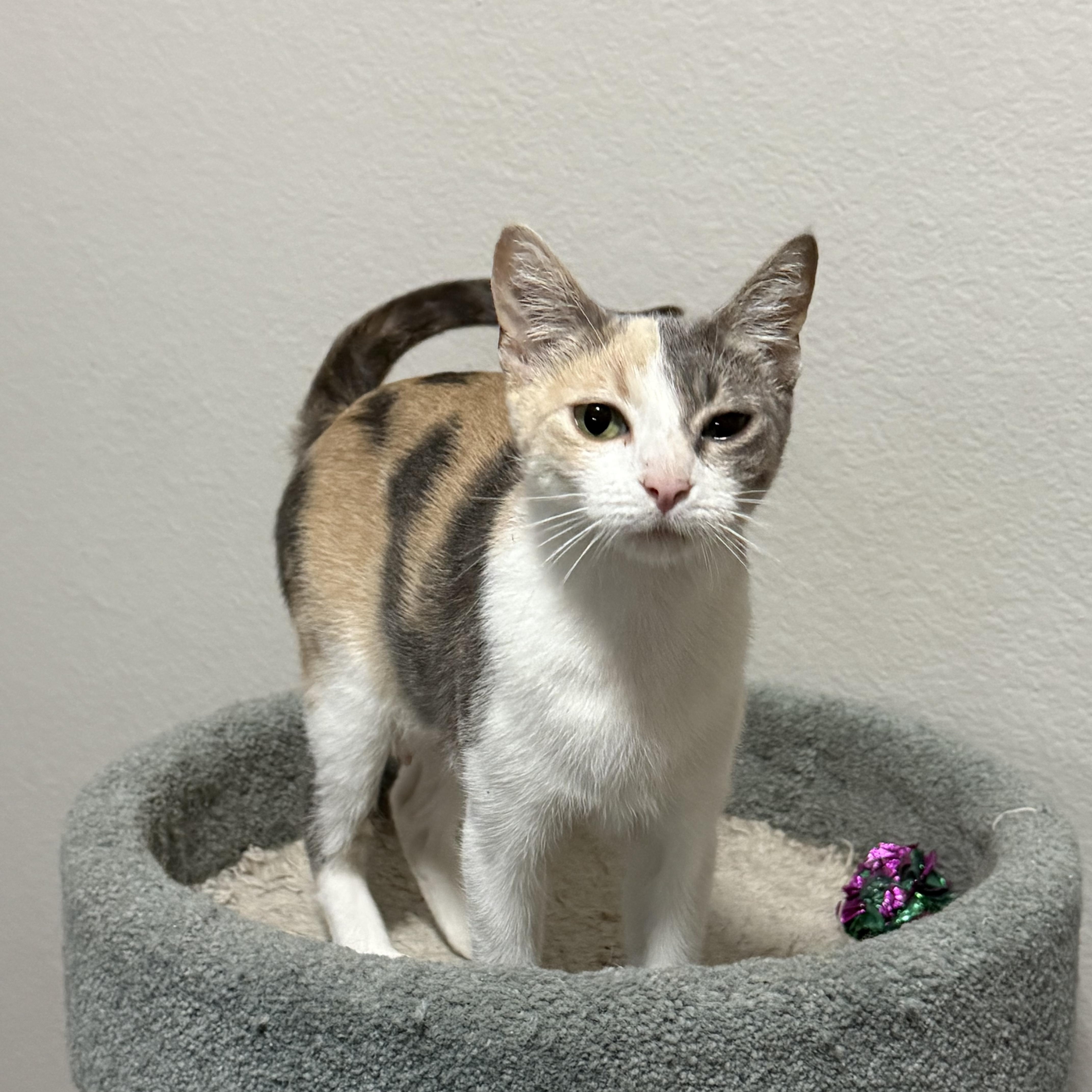Enlarge Rosie, a ADOPTABLE Dilute Calico in Keller, TX image 6/6
