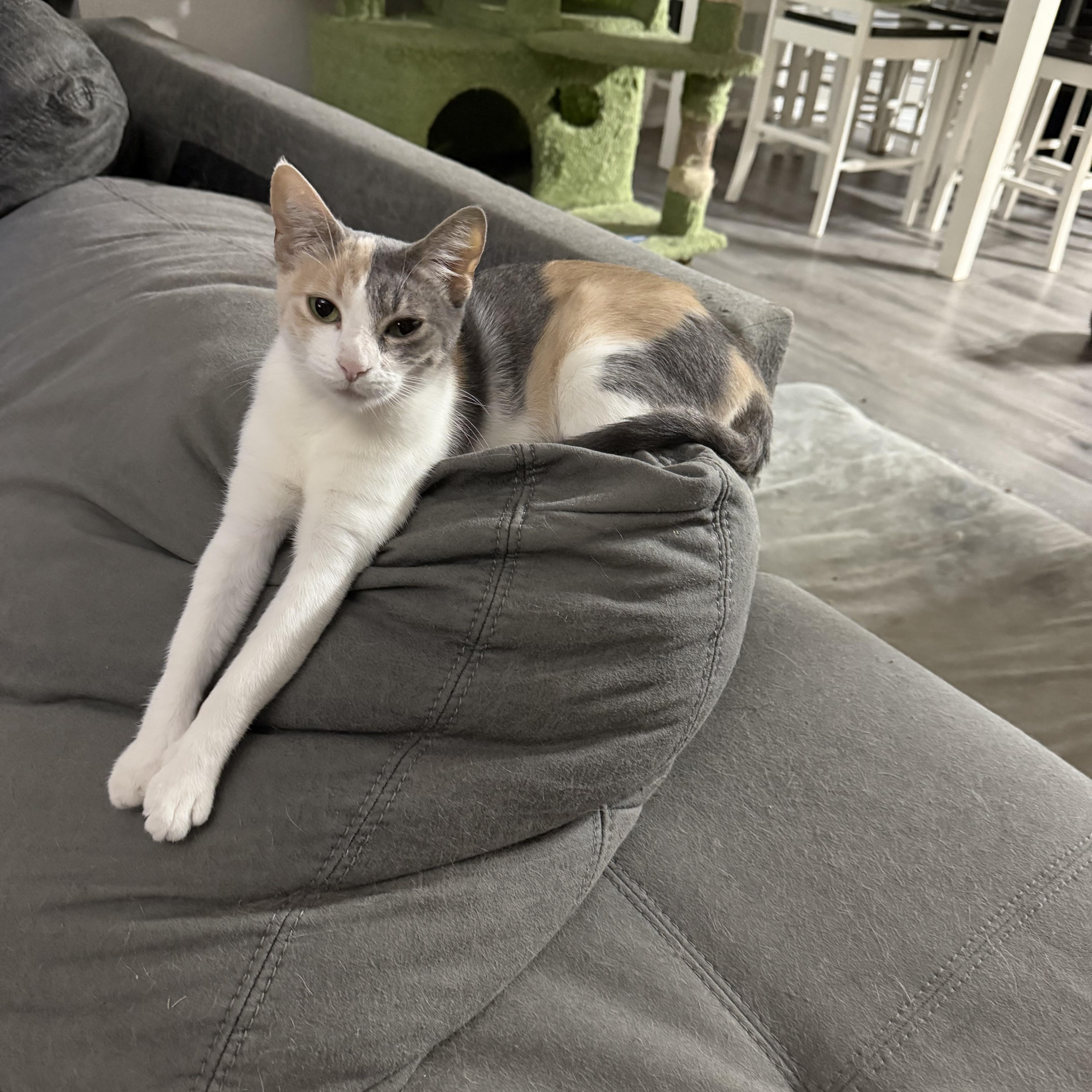 Enlarge Rosie, a ADOPTABLE Dilute Calico in Keller, TX image 1/6