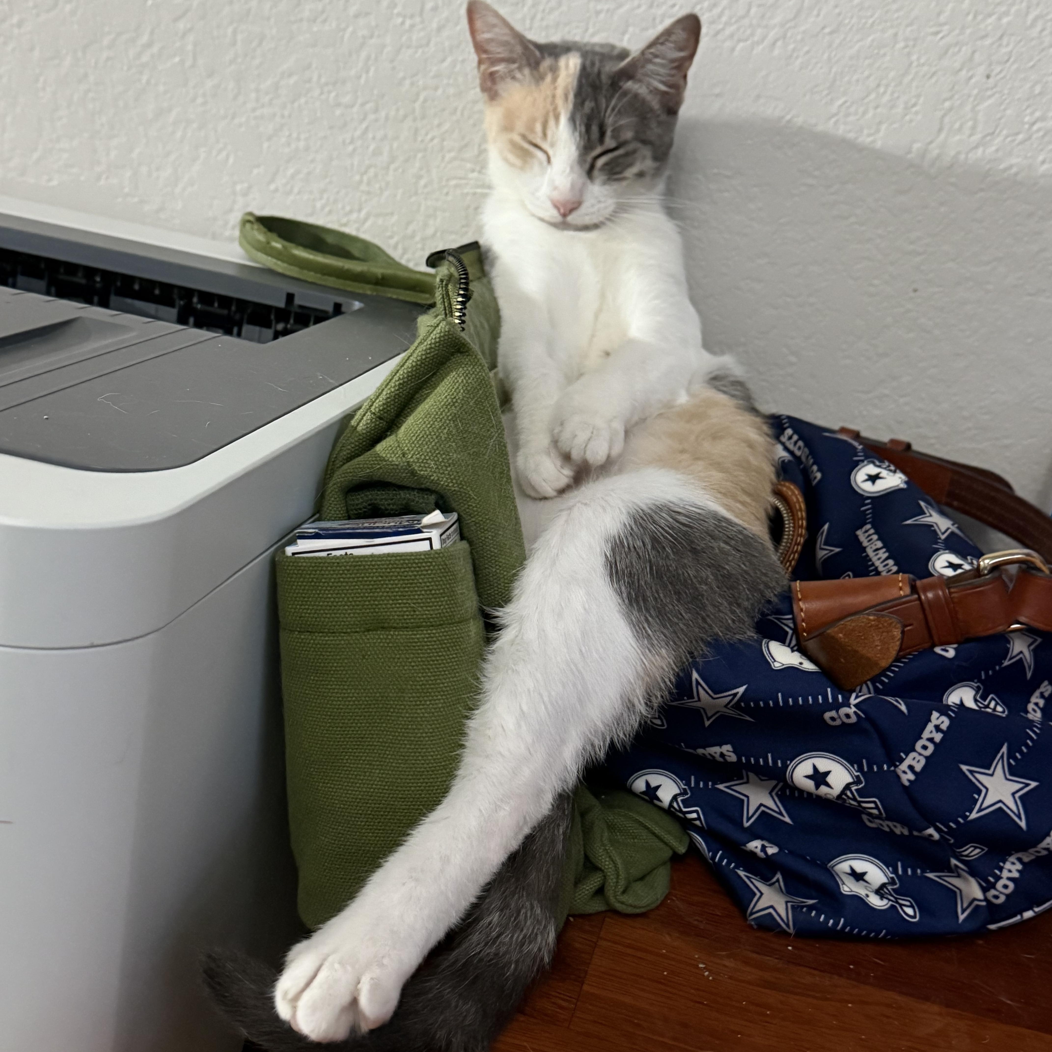 Enlarge Rosie, a ADOPTABLE Dilute Calico in Keller, TX image 5/6