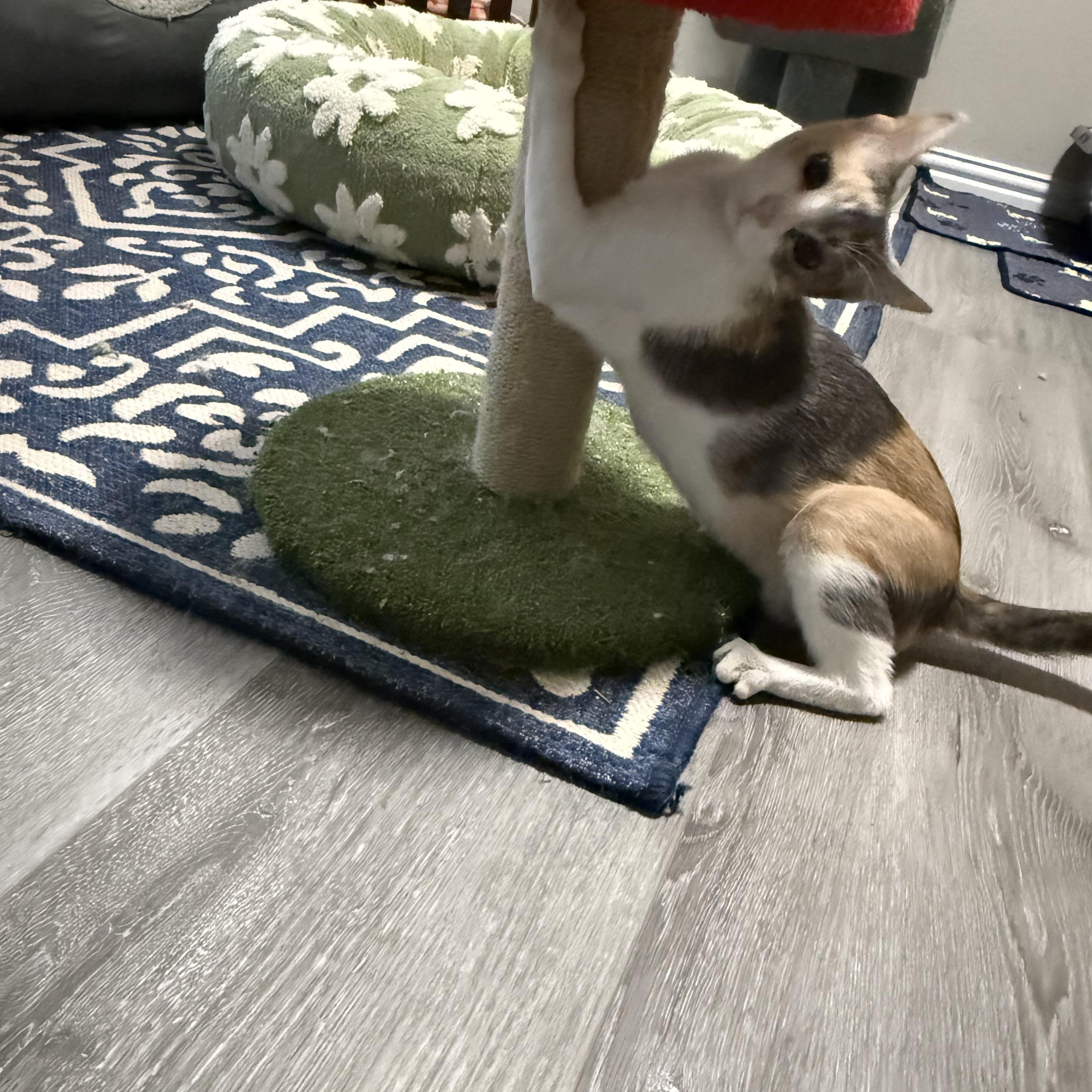 Enlarge Rosie, a ADOPTABLE Dilute Calico in Keller, TX image 3/6