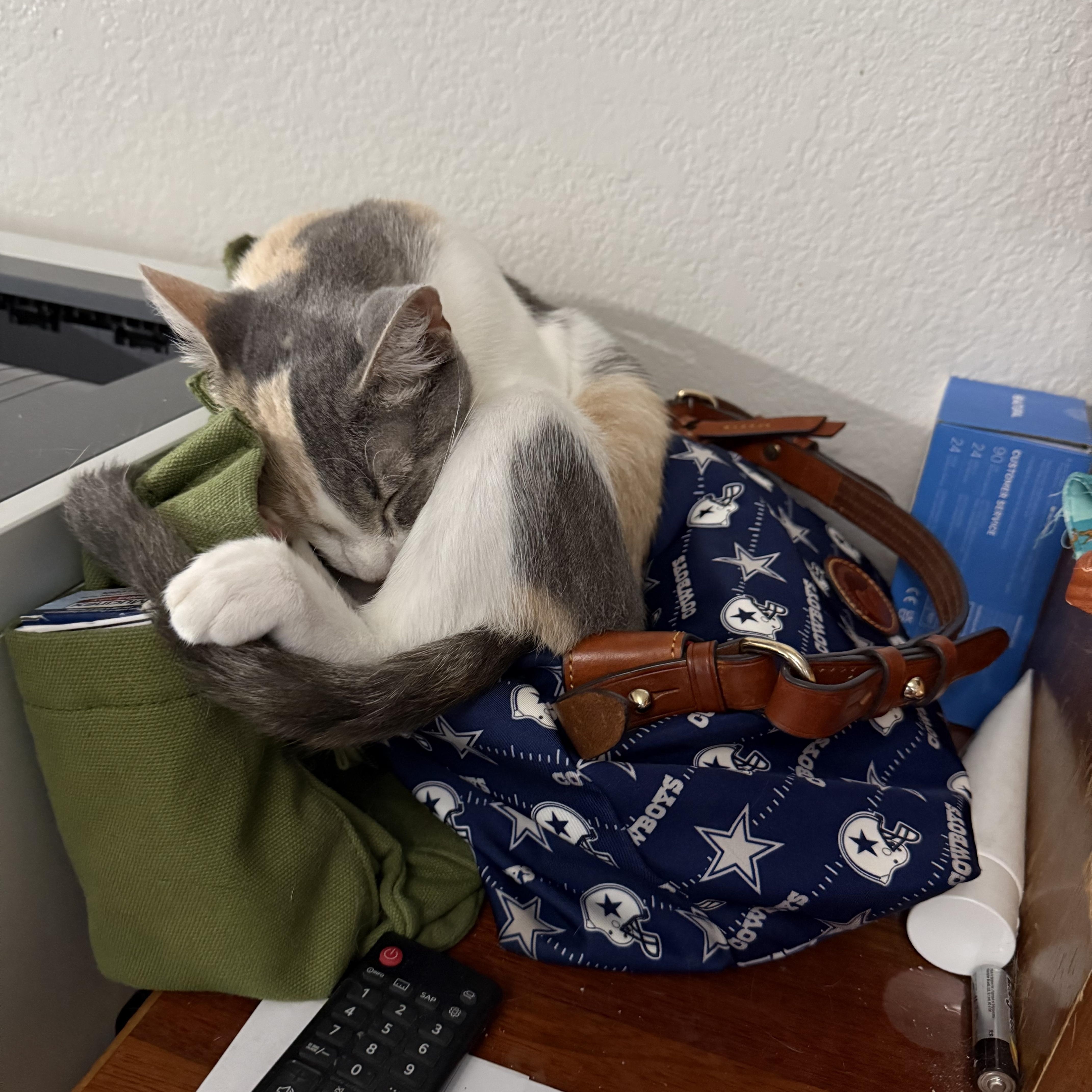 Enlarge Rosie, a ADOPTABLE Dilute Calico in Keller, TX image 2/6