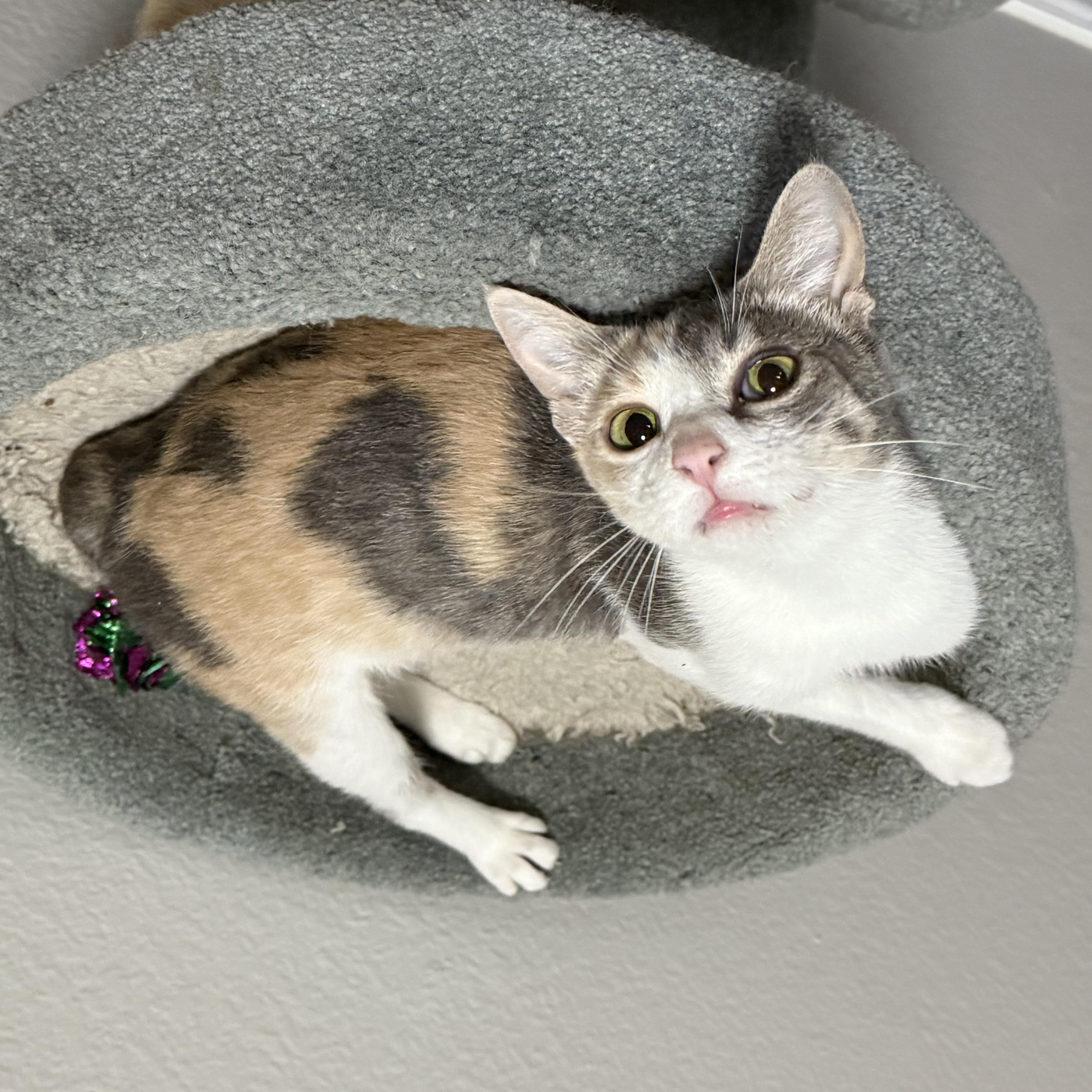 Enlarge Rosie, a ADOPTABLE Dilute Calico in Keller, TX image 4/6