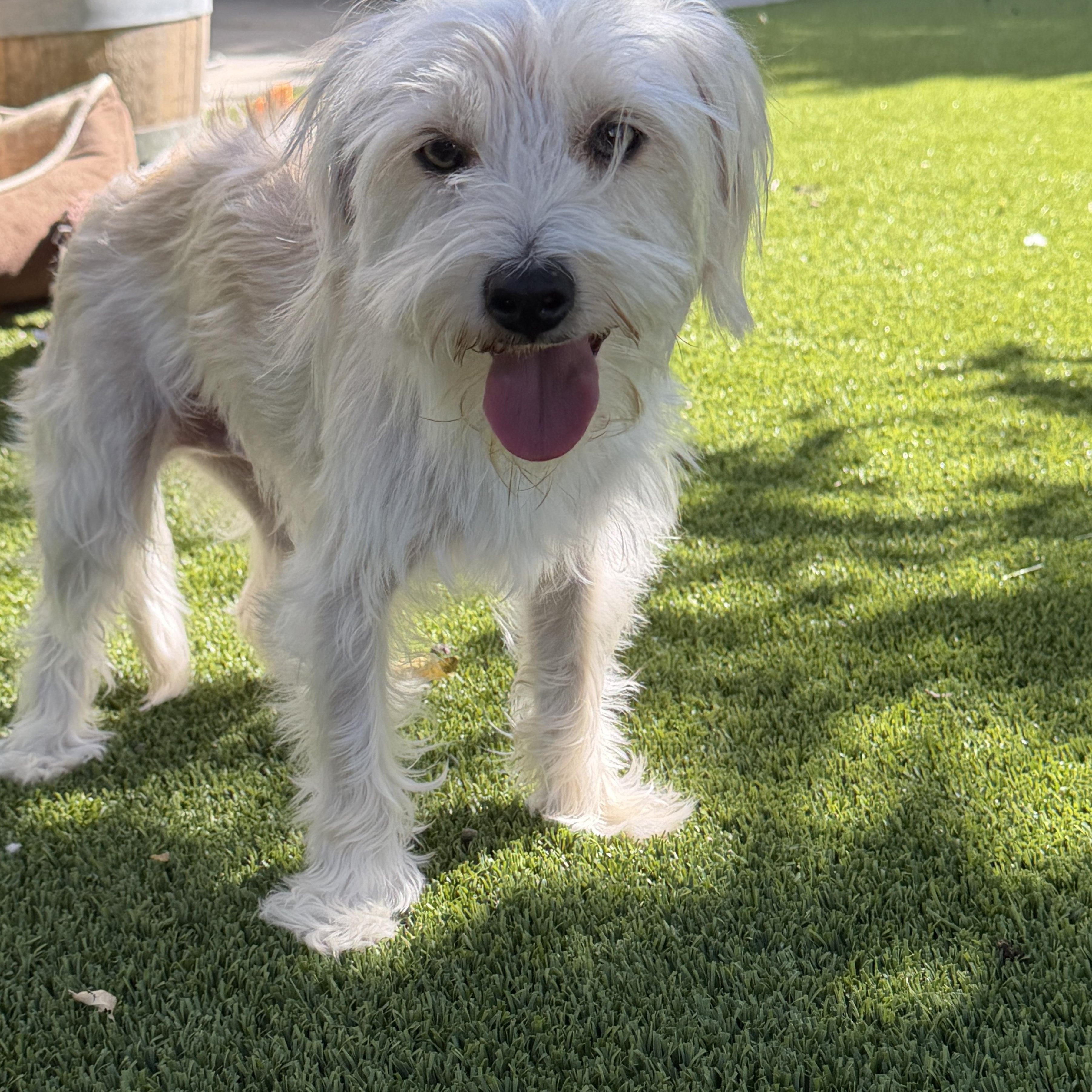 Enlarge Gordon, a Adoptable mixed breed in Los Angeles, CA image 6/6