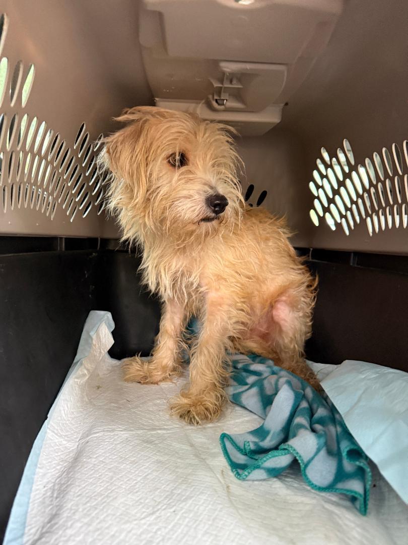 Enlarge Gordon, an adoptable mixed breed in Los Angeles, CA image 2/2