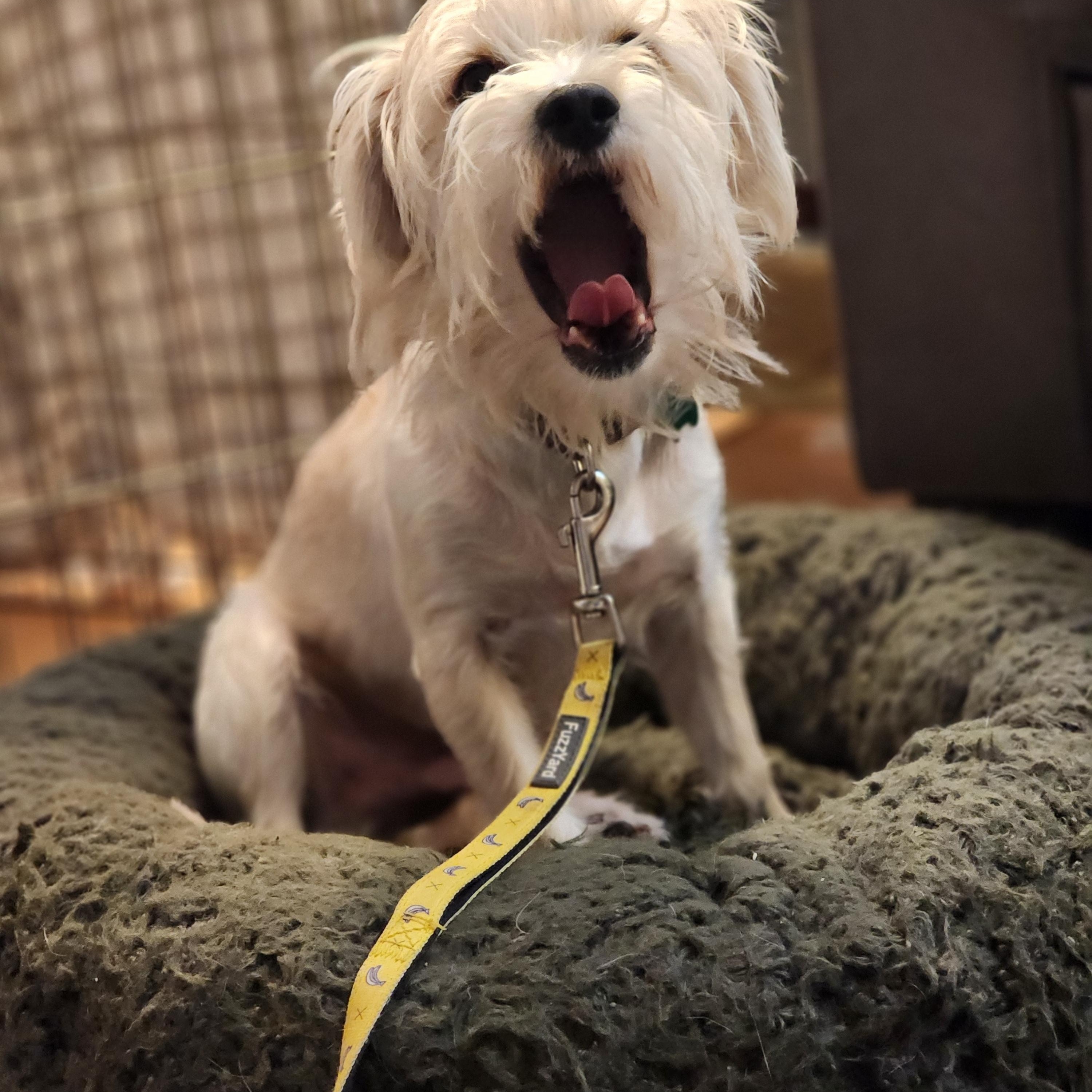 Gordon, an adoptable mixed breed in Los Angeles, CA image 4/5