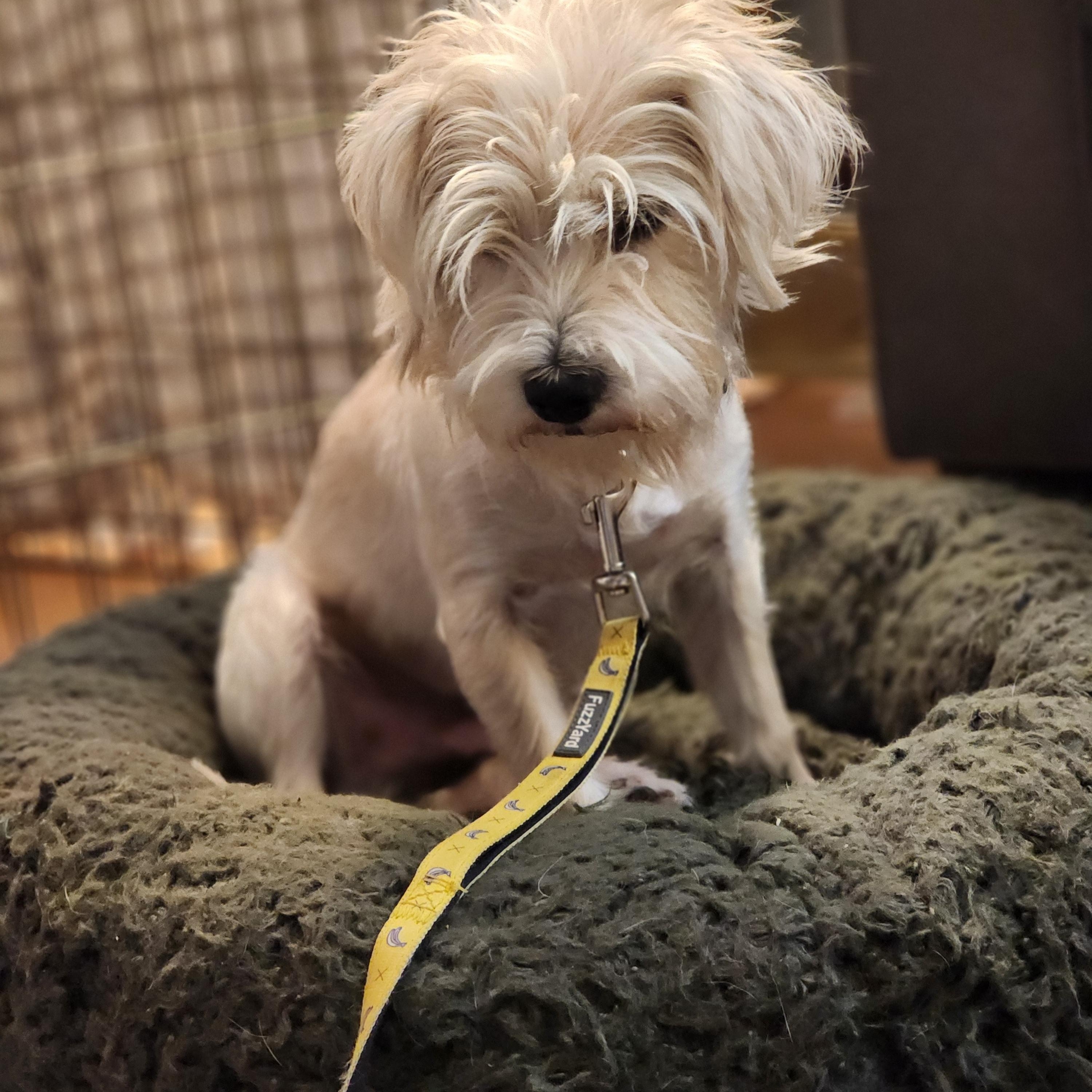 Gordon, an adoptable mixed breed in Los Angeles, CA image 5/5