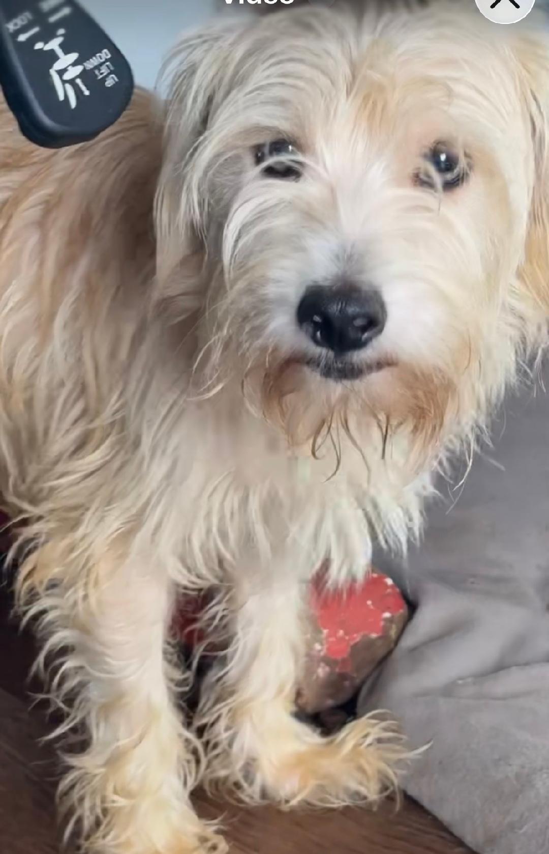Enlarge Gordon, an adoptable mixed breed in Los Angeles, CA image 1/2