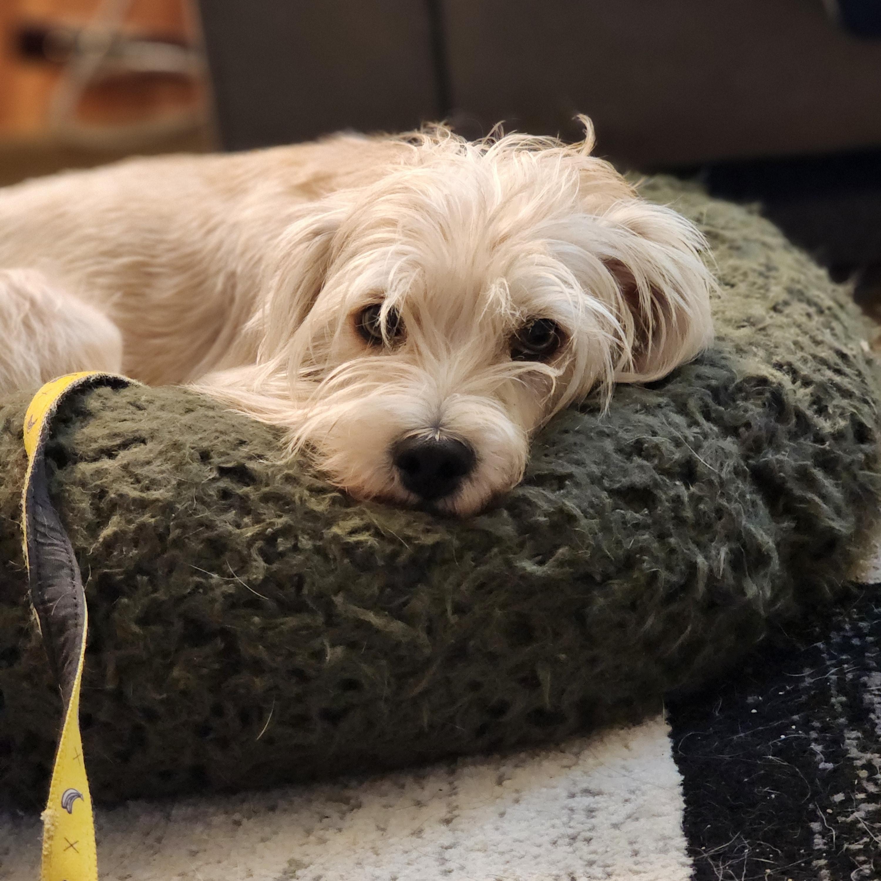 Gordon, an adoptable mixed breed in Los Angeles, CA image 1/5
