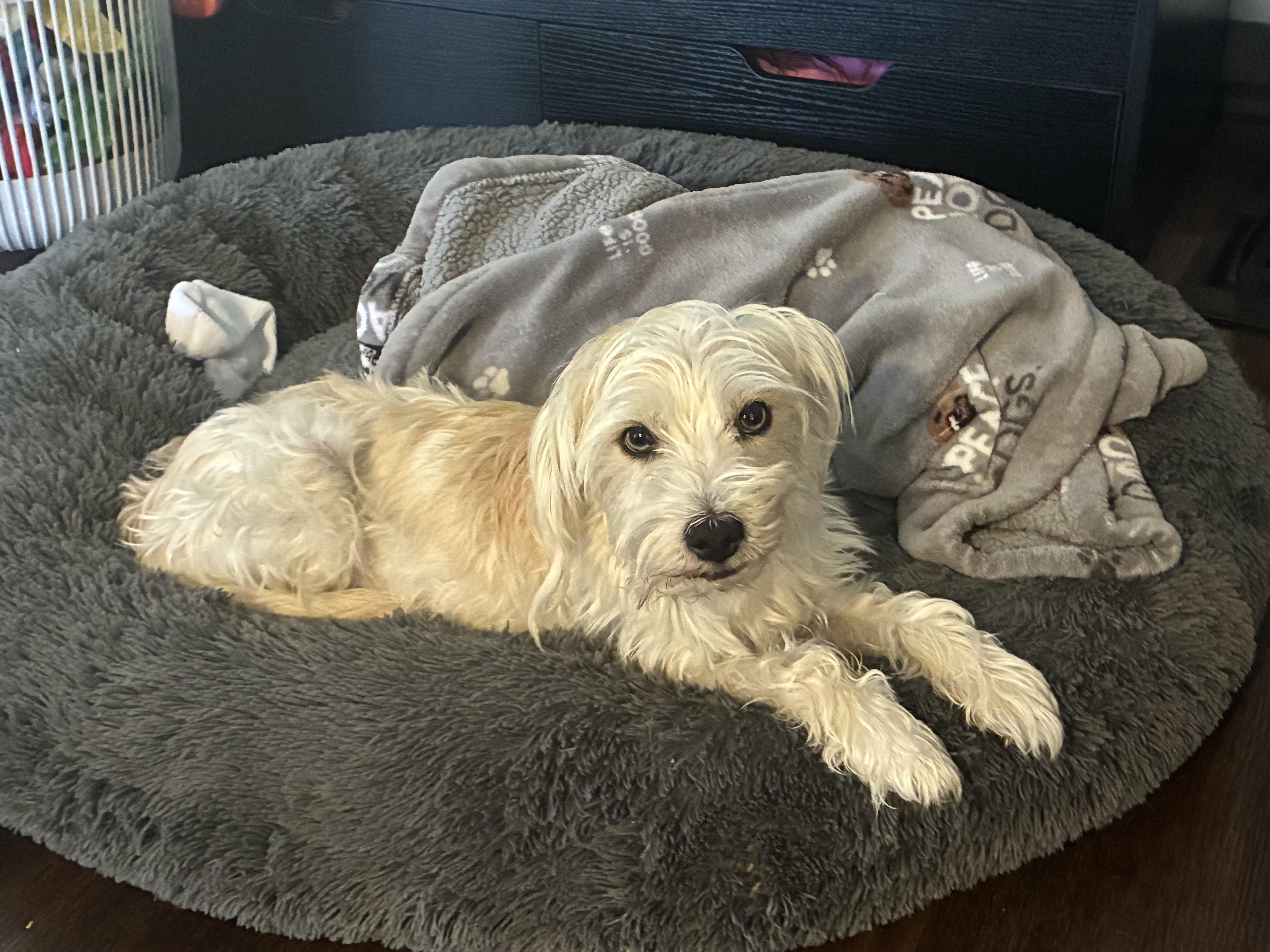 Enlarge Gordon, a Adoptable mixed breed in Los Angeles, CA image 1/6