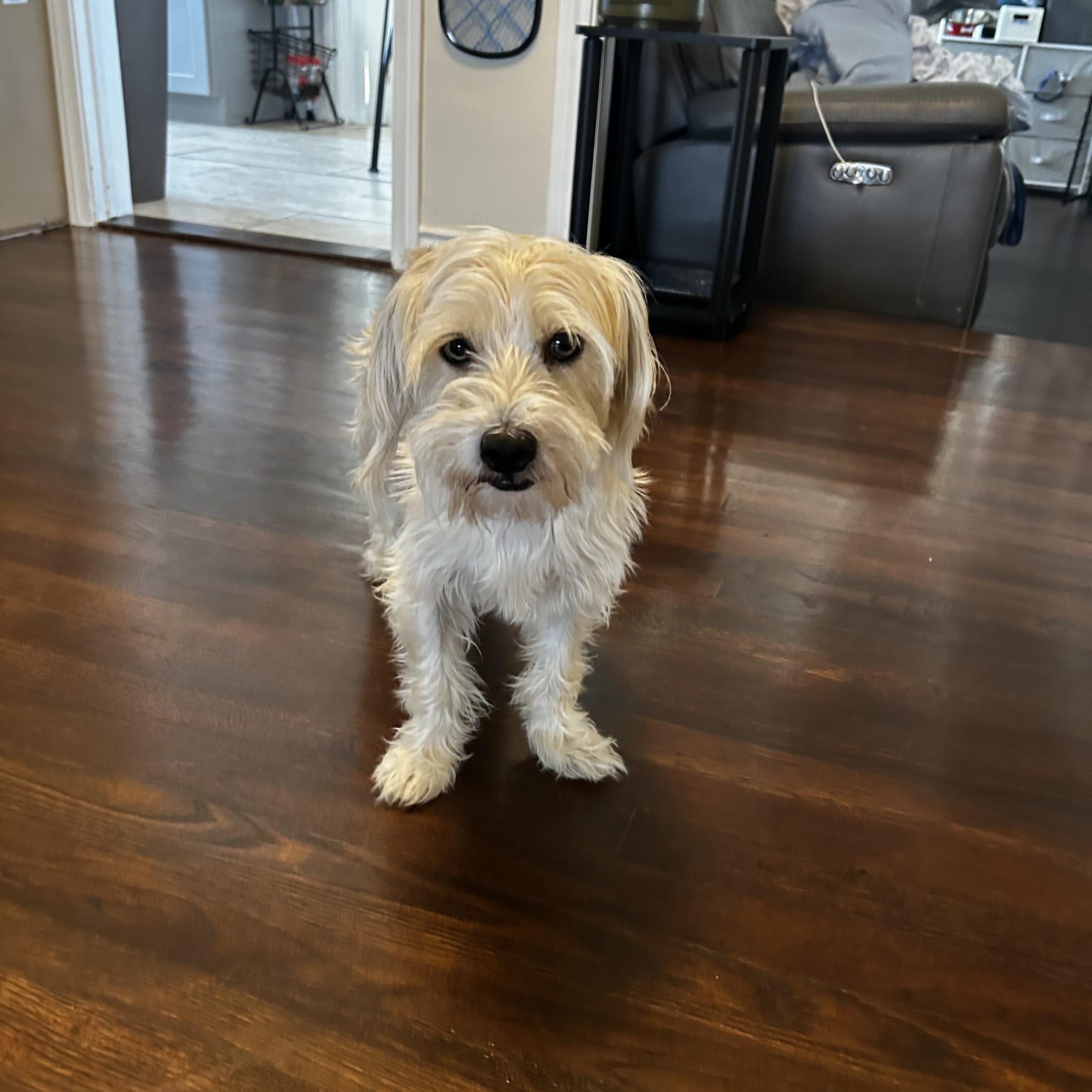 Enlarge Gordon, a Adoptable mixed breed in Los Angeles, CA image 5/6