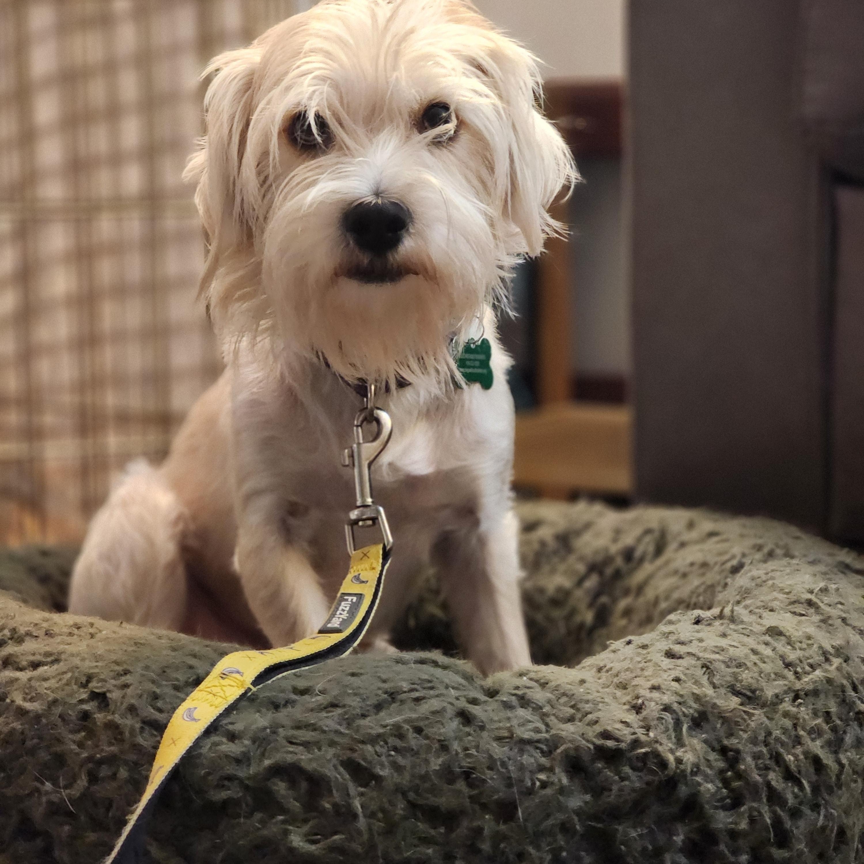 Gordon, an adoptable mixed breed in Los Angeles, CA image 3/5