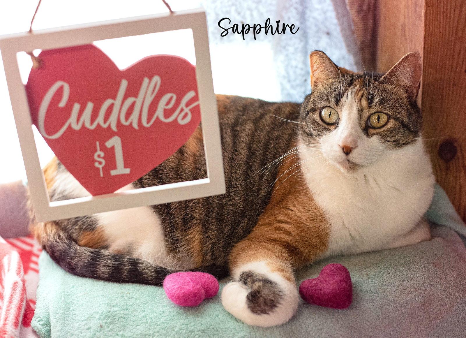 Enlarge SAPPHIRE, a Adoptable Domestic Short Hair in Flint Hill, VA image 1/3