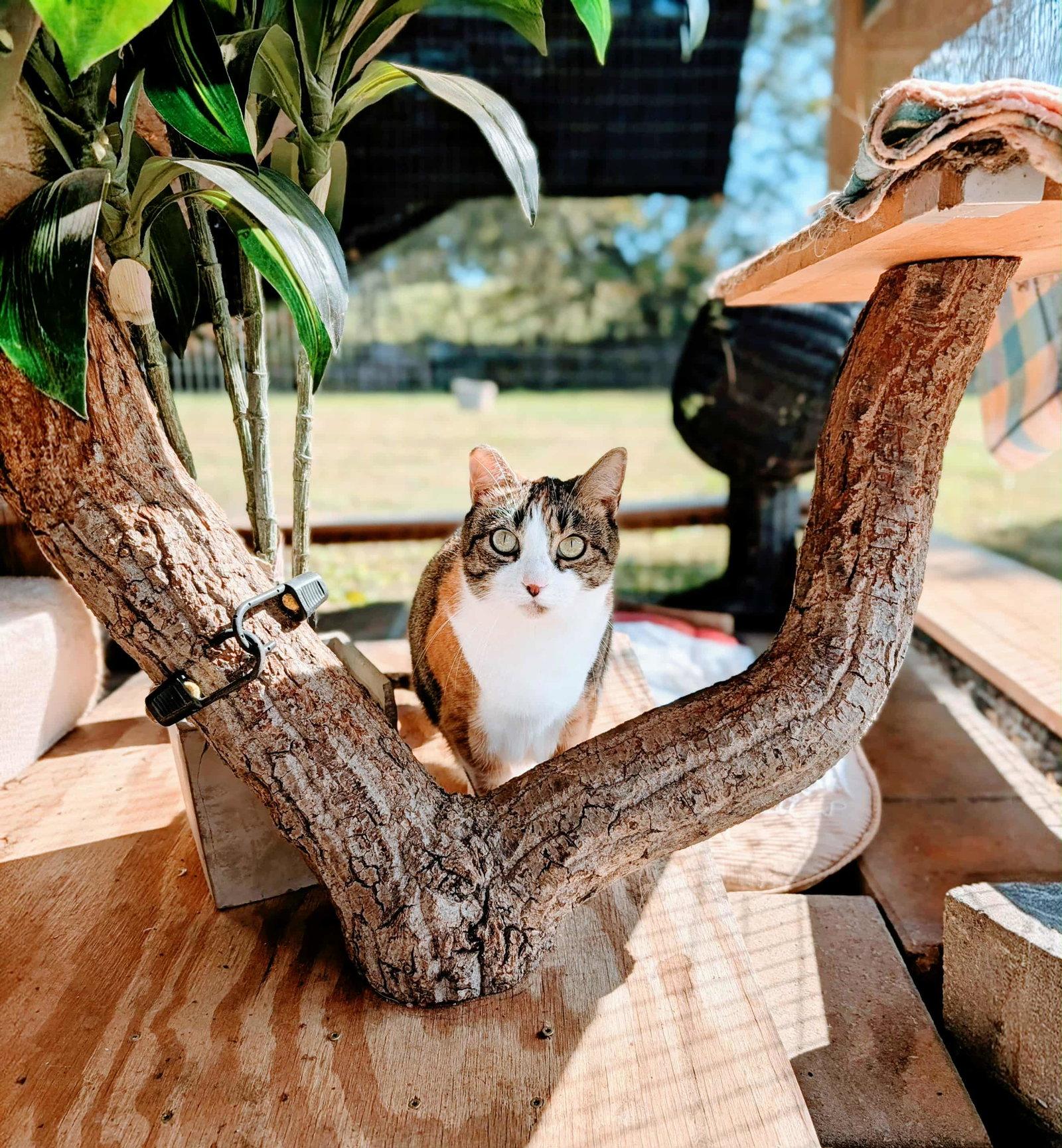 Enlarge SAPPHIRE, a Adoptable Domestic Short Hair in Flint Hill, VA image 2/3
