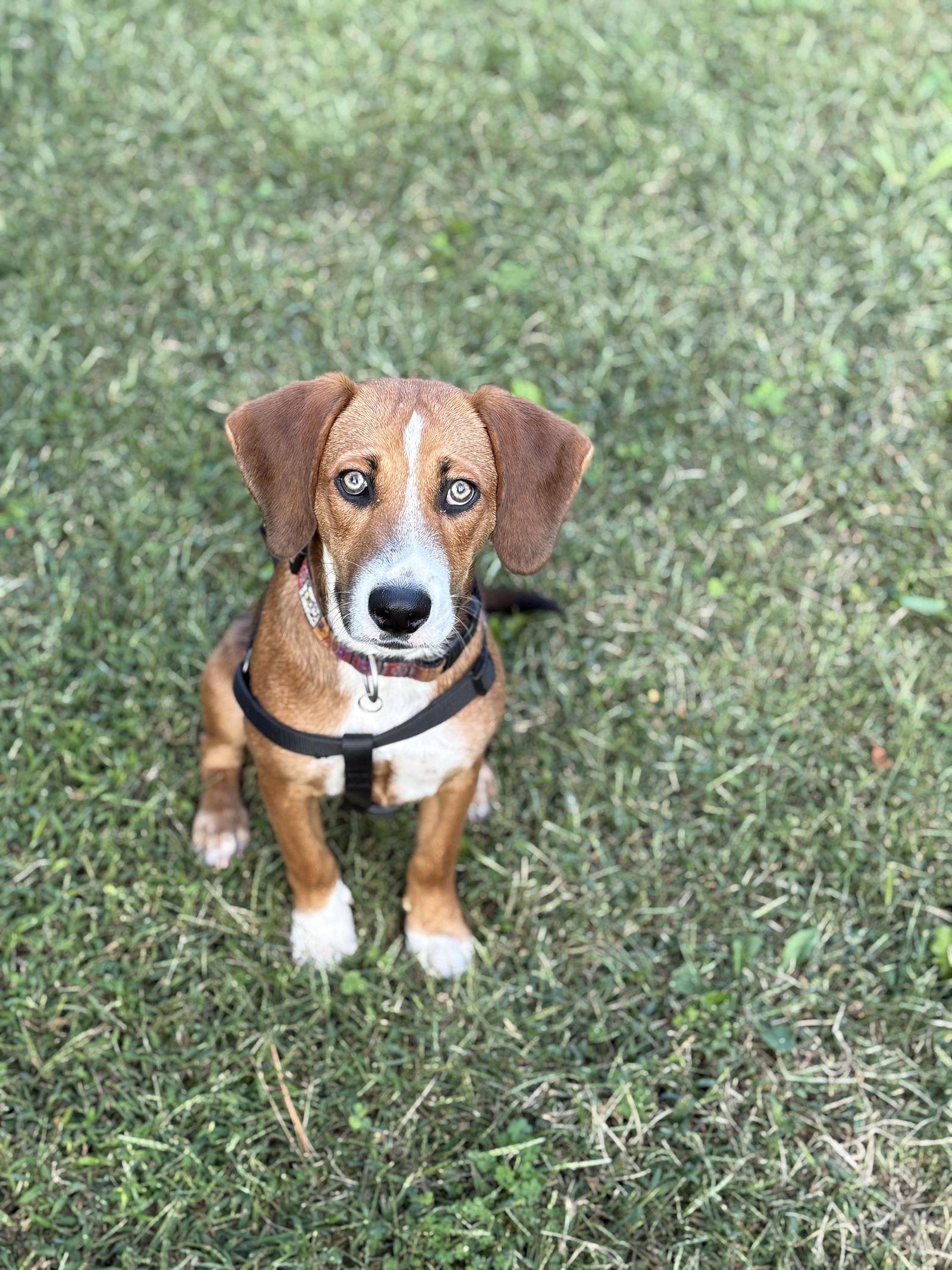Sasha, Adoptable, Young Female Beagle & Hound.