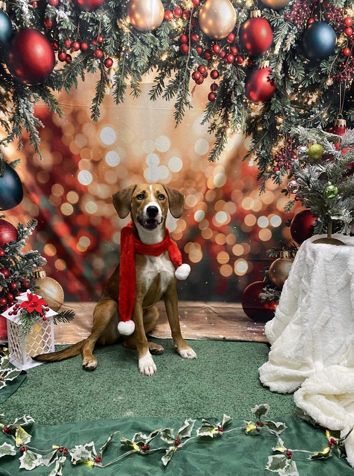 Sasha, Adoptable, Young Female Beagle & Hound.