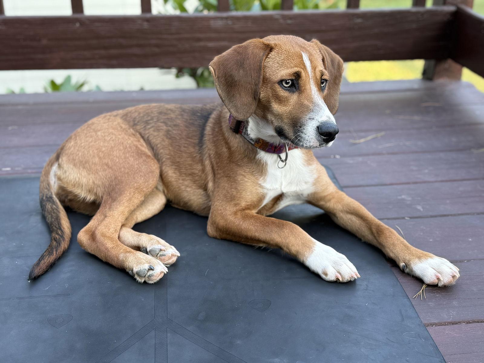 Enlarge Sasha, a Adoptable mixed breed in Doylestown, PA image 2/3