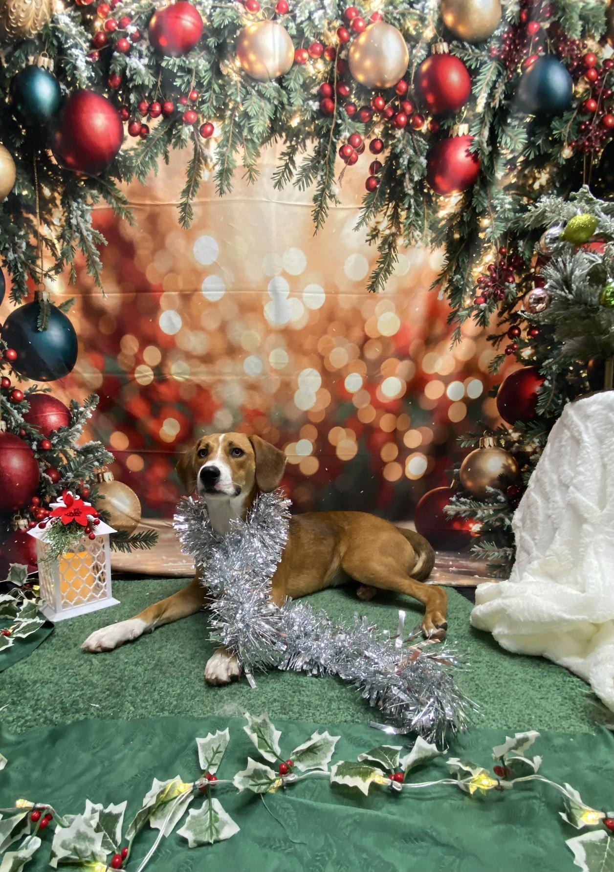 Enlarge Sasha, a Adoptable mixed breed in Doylestown, PA image 3/3