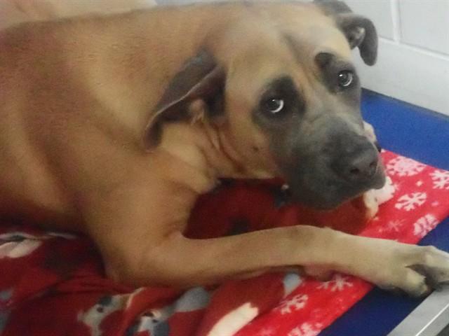 NORTH, Adoptable, Young Female Mixed Breed.