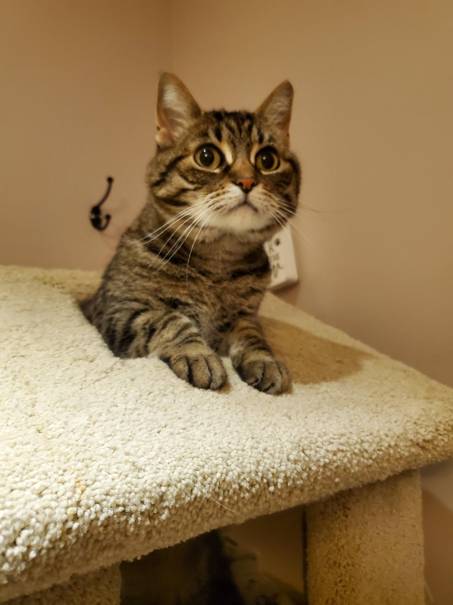 Tammy, a ADOPTABLE Domestic Short Hair in Waterdown, ON image 2/3